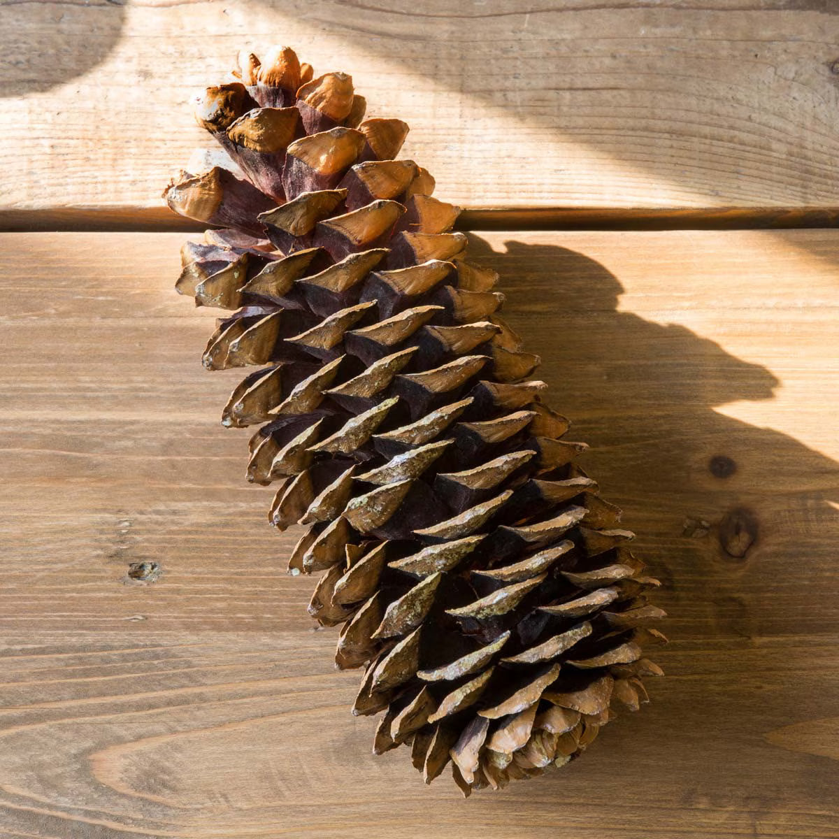 Sugar Pine Cones