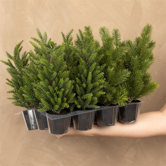 Mini Pine Tree