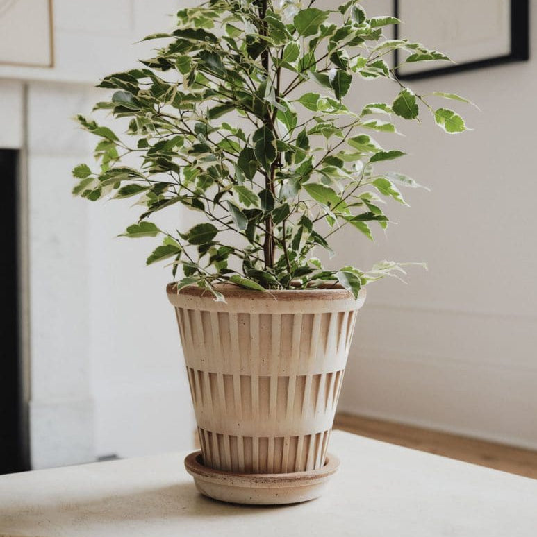 Berg's Potter ROSA Pantheon Pot