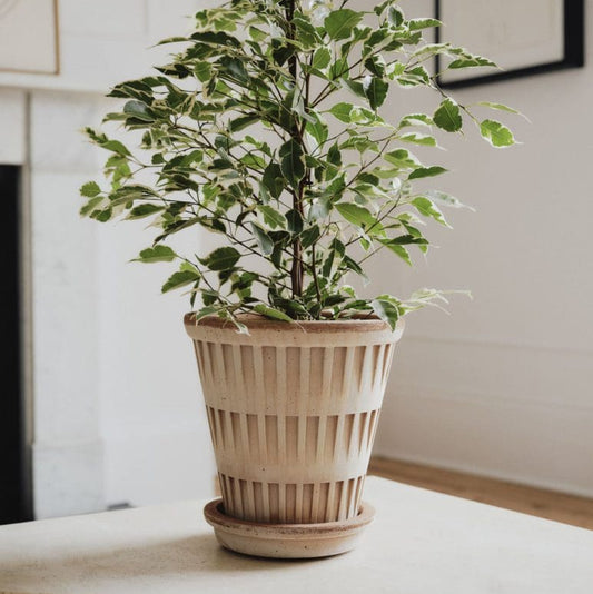 Berg's Potter ROSA Pantheon Pot