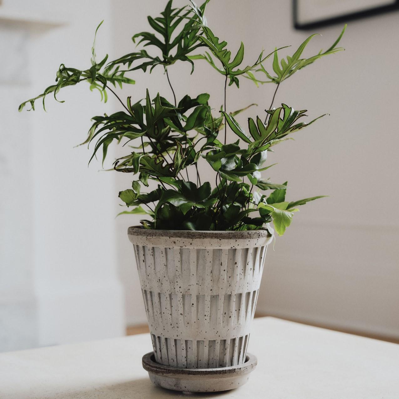 Berg's Potter GREY Pantheon Pot