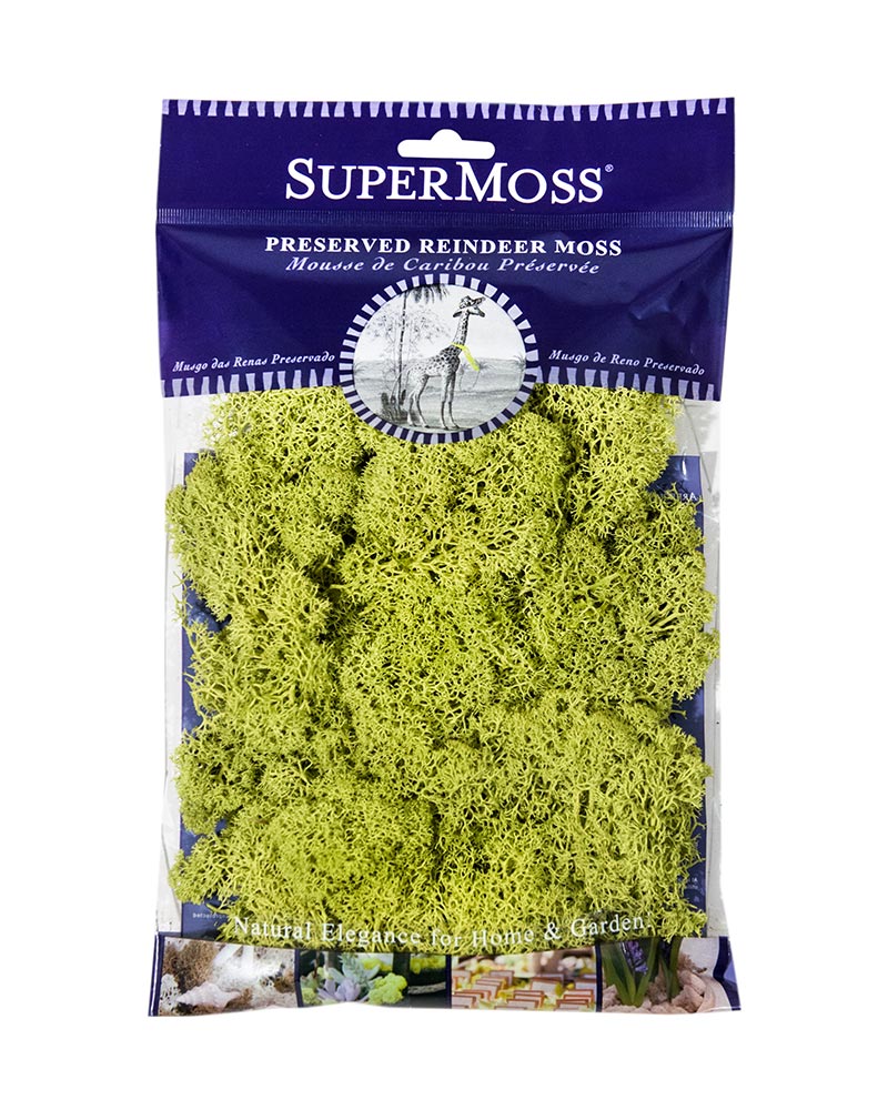 Preserved Reindeer Moss in Chartreuse