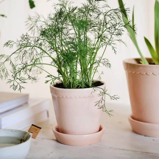 Berg's Potter GLAZED Quarts Rose Helena