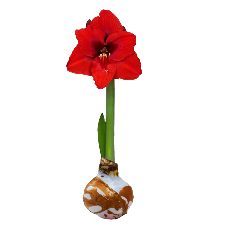 2025 December Wax Coated Amaryllis Bulb