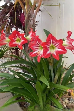 Mother's Day Amaryllis Bulb