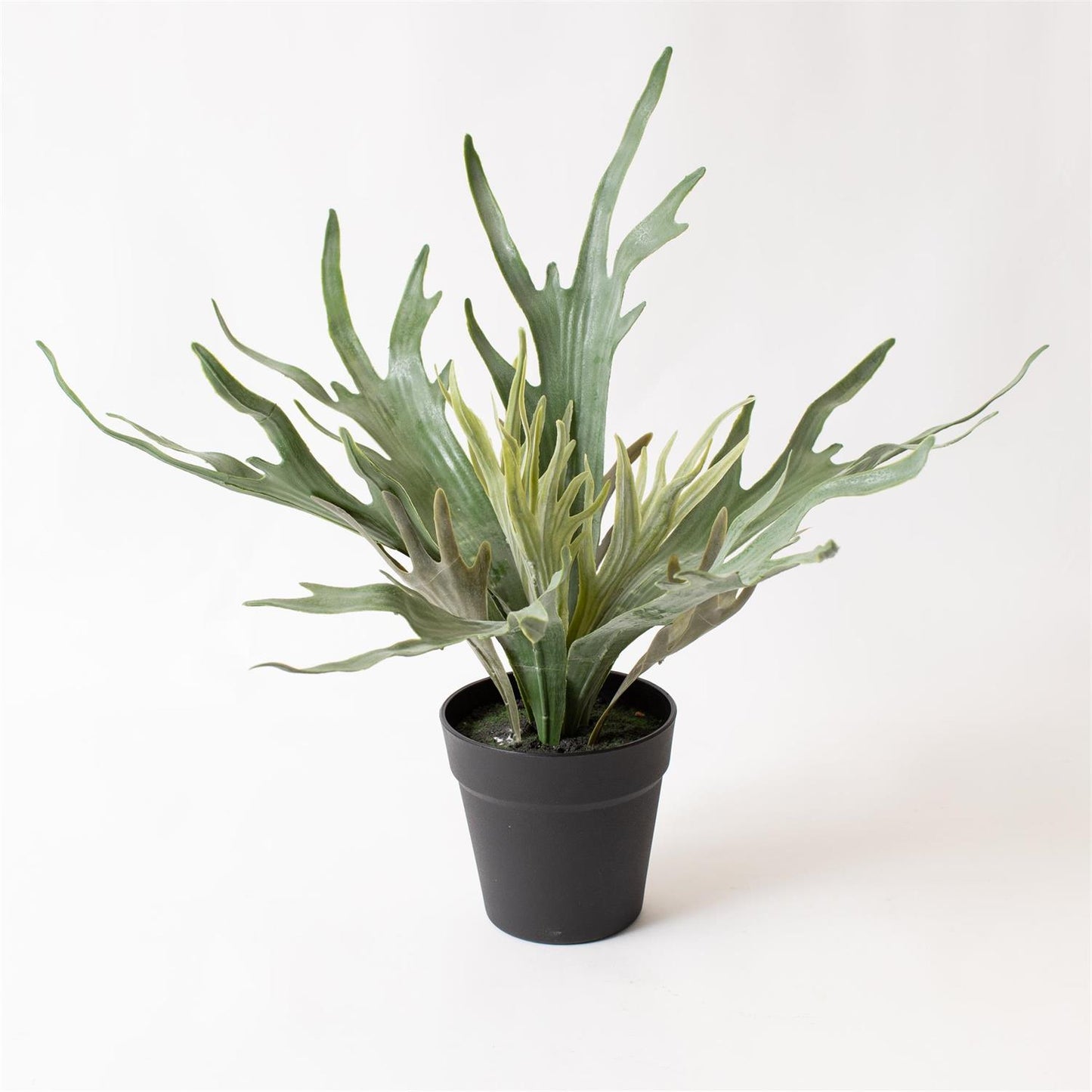 Potted Staghorn Plant