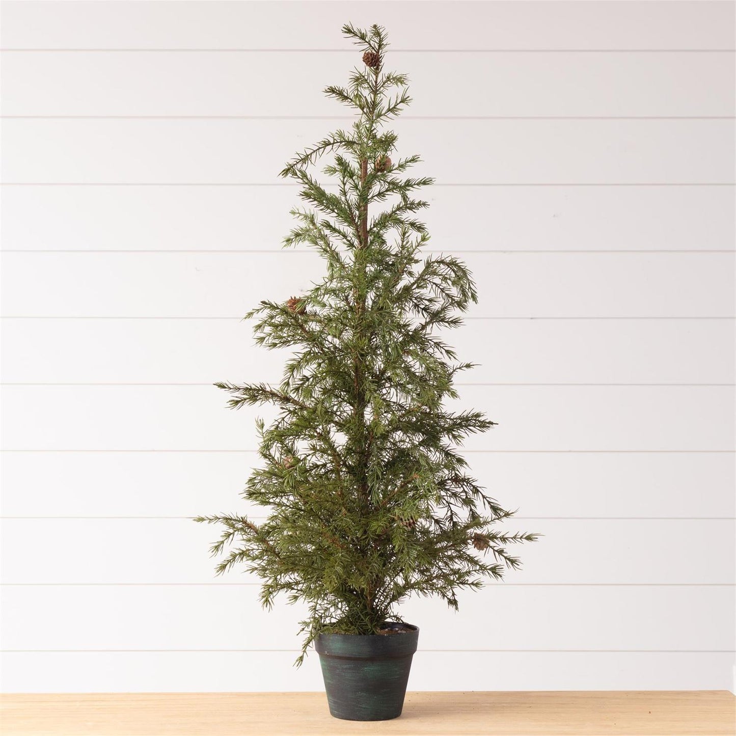 Potted Christmas Fir Pine