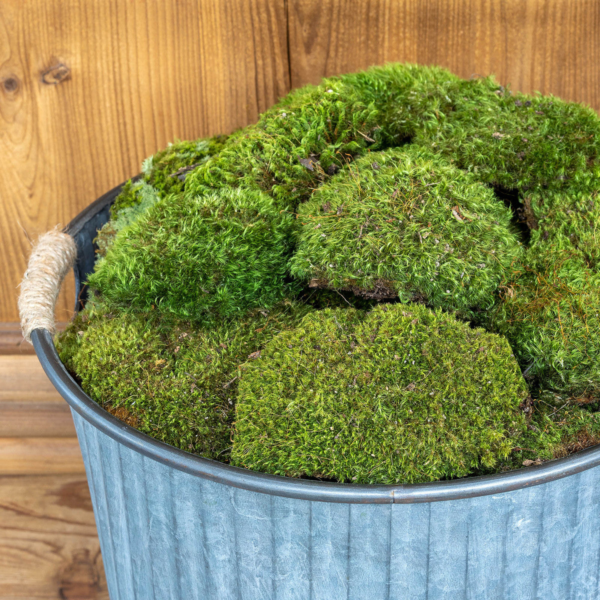 Mood Moss