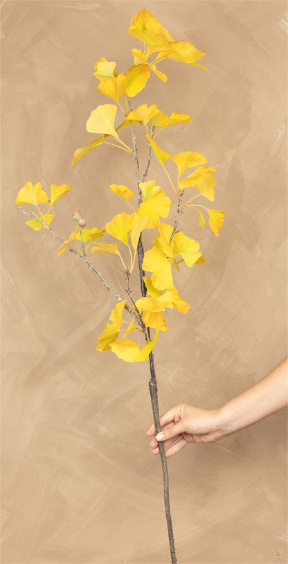 Yellow Gingko Stem