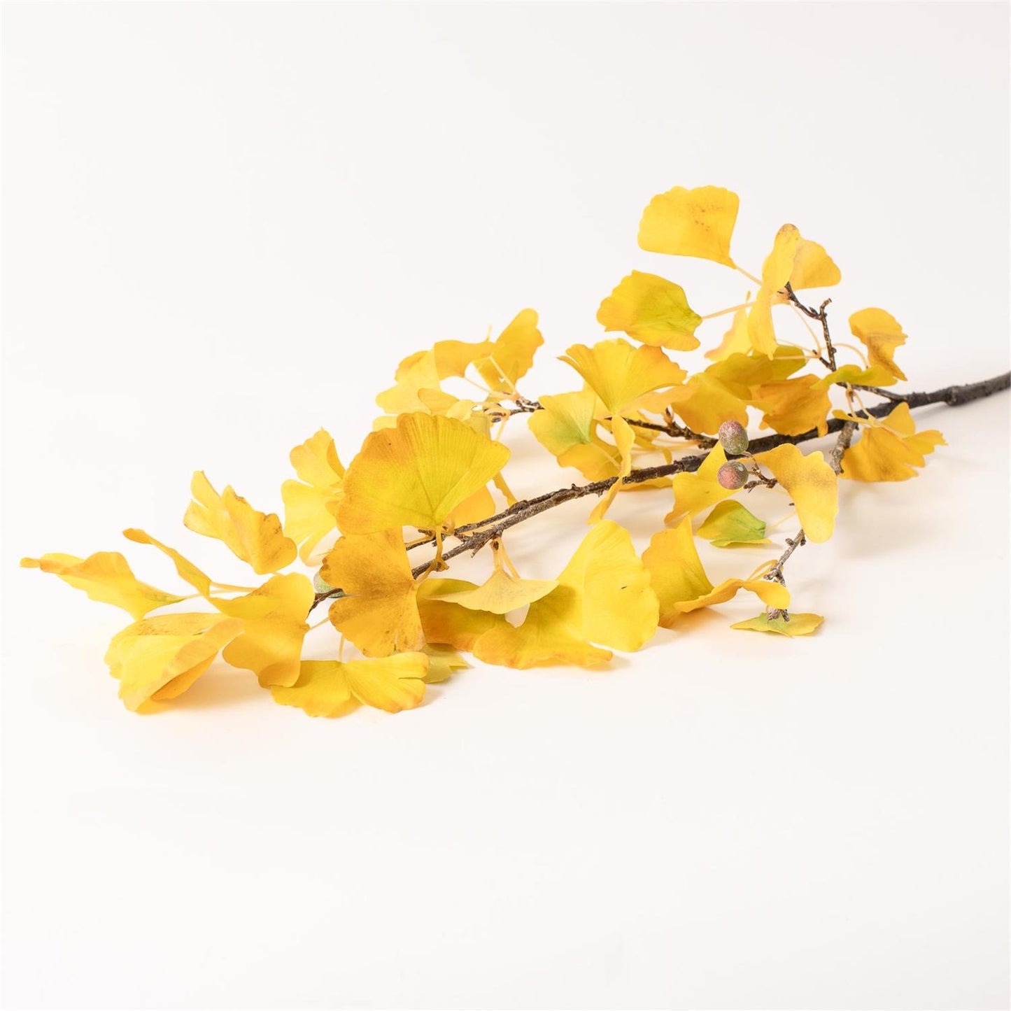 Yellow Gingko Stem