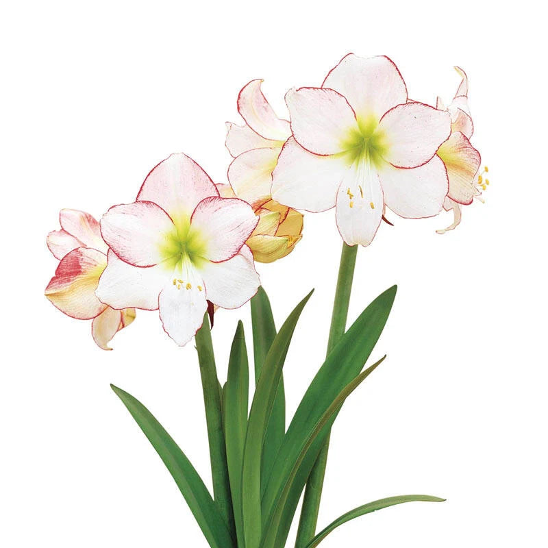 Mother's Day 2026 Amaryllis Centerpiece