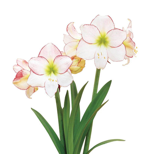 Mother's Day 2026 Amaryllis Centerpiece