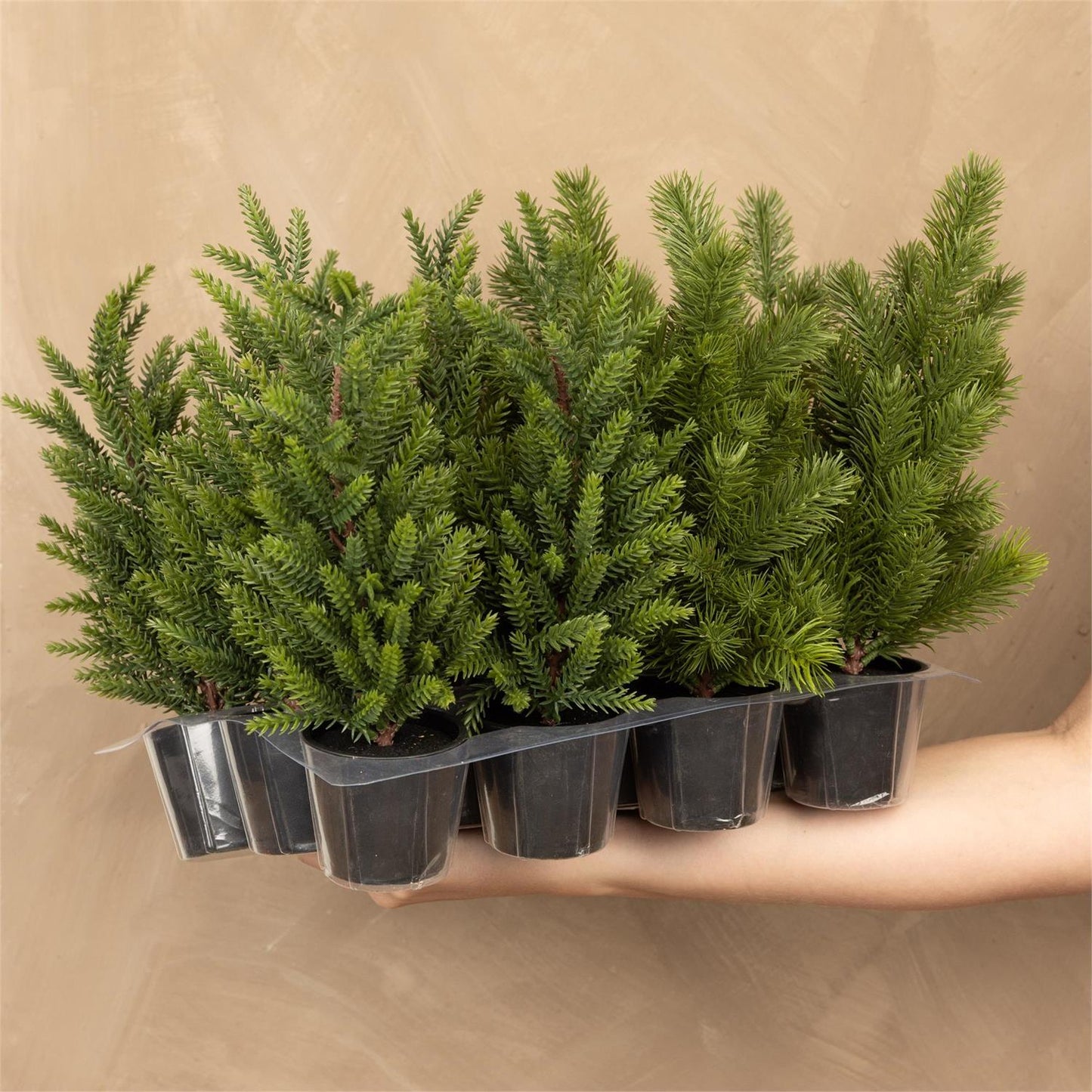 Mini Assorted Pine Trees
