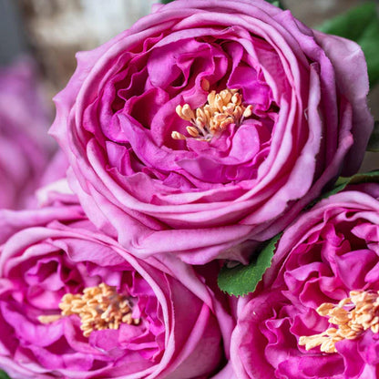 Mauve Garden Rose Rose, Real Touch Artificial