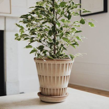 Berg's Potter ROSA Pantheon Pot