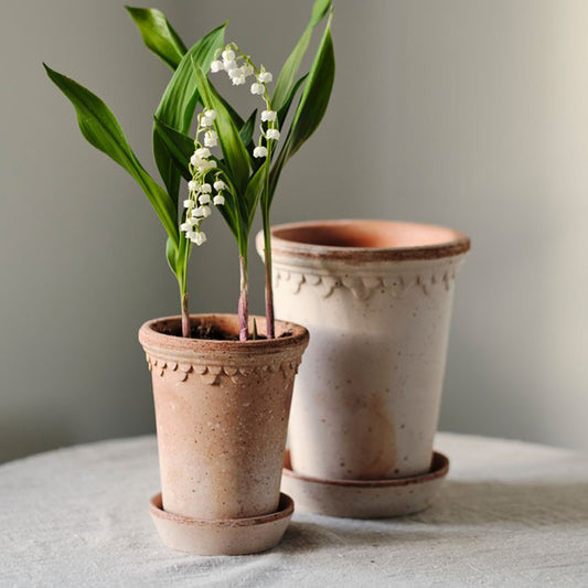 Bergs Potter Tall Rosa Københavner Pot with Saucer