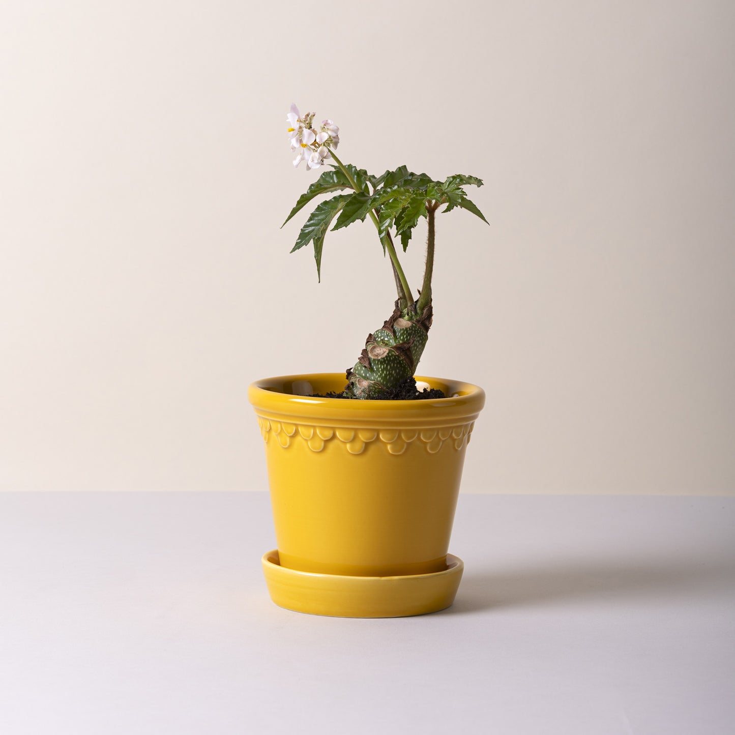 Bergs Potter Københavner GLAZED Amber Yellow