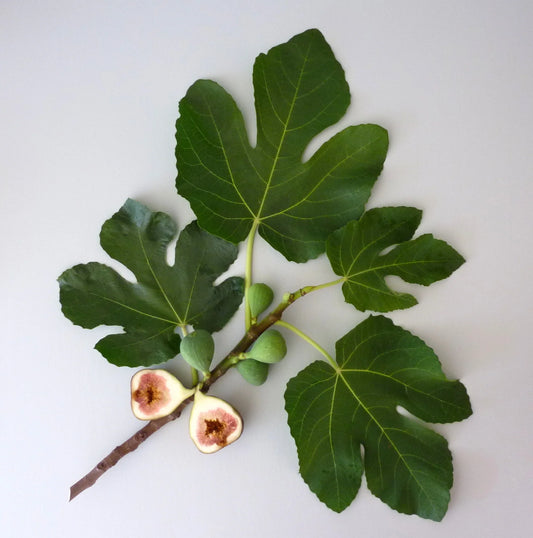 Murchison-Hume Original Fig Superlative Hand Soap