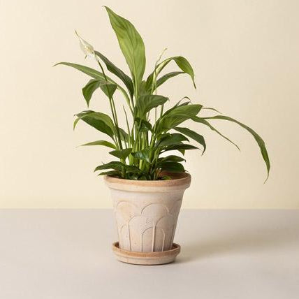 Berg's Potter ROSA Fleur Pot