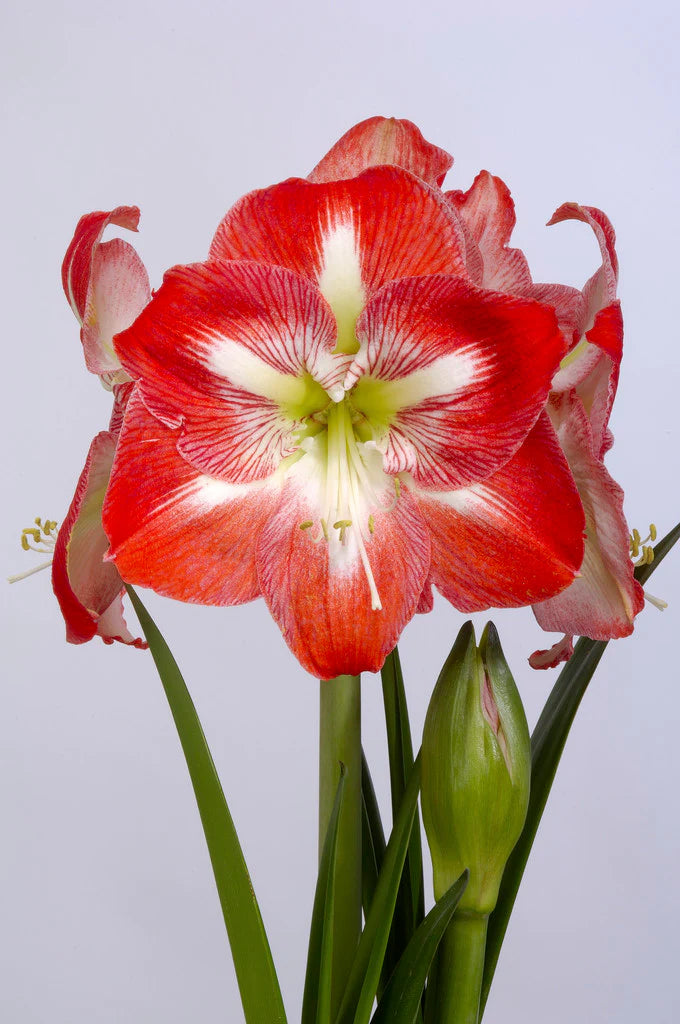 Valentines 2026 Amaryllis