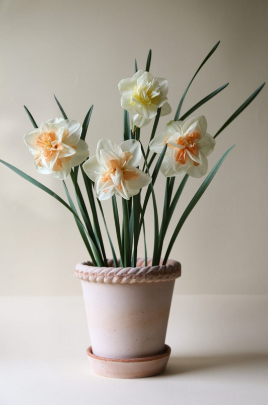 Berg's Potter Emilia RAW Rosa Pot
