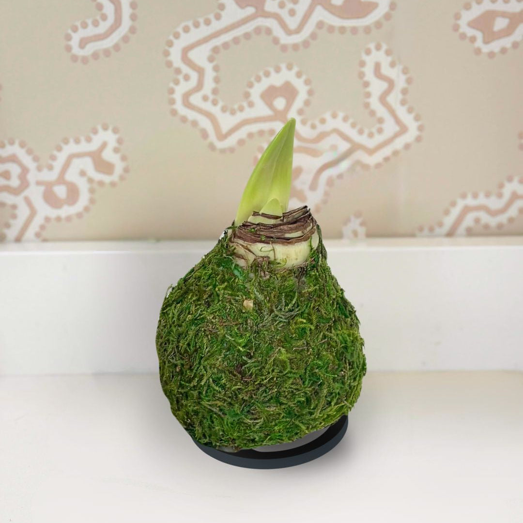 Moss-covered amaryllis bulb with a sprouting green shoot on a white counter with a patterned wall paper in the background.
