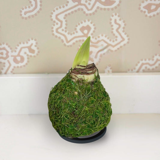 Moss-covered amaryllis bulb with a sprouting green shoot on a white counter with a patterned wall paper in the background.
