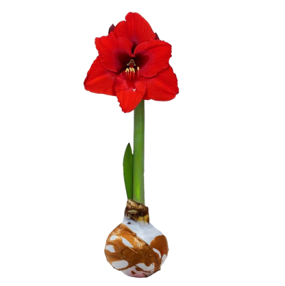 2025 December Wax Coated Amaryllis Bulb