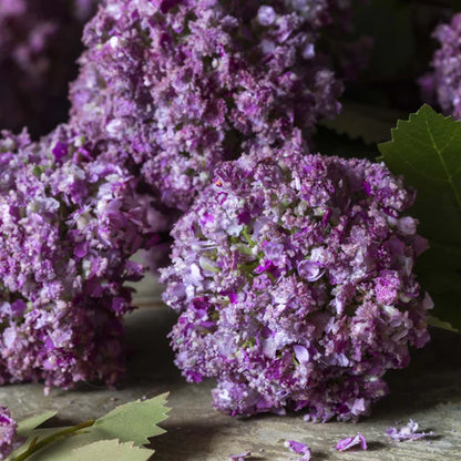 Mauve Guelder Rose, Artificial