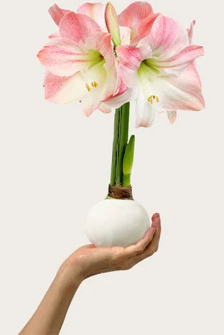 Easter Amaryllis Bulb
