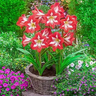 Mother's Day Amaryllis Bulb