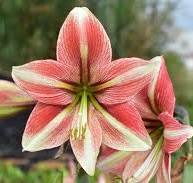 Easter Amaryllis Bulb