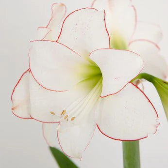 Mother's Day Amaryllis Bulb