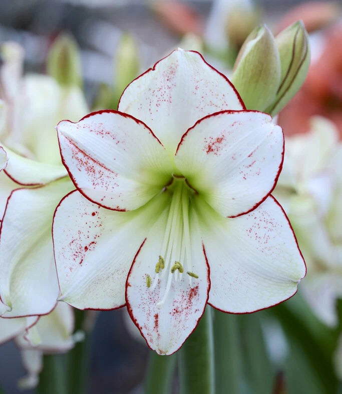 Mother's Day Amaryllis Bulb