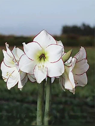 Mother's Day Amaryllis Bulb