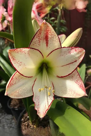 Mother's Day Amaryllis Bulb