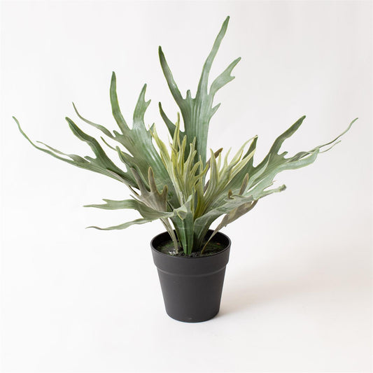 Potted Staghorn Plant