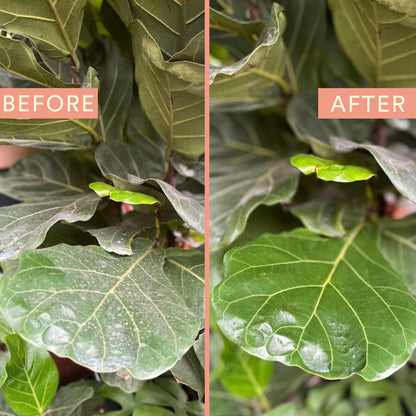 Protect Spray with Neem, 17 fl oz.