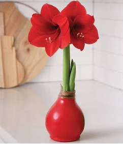 2025 December Wax Coated Amaryllis Bulb
