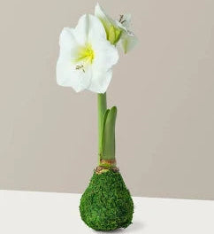 2025 December Wax Coated Amaryllis Bulb