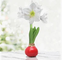 2025 December Wax Coated Amaryllis Bulb