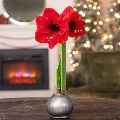 2025 December Wax Coated Amaryllis Bulb