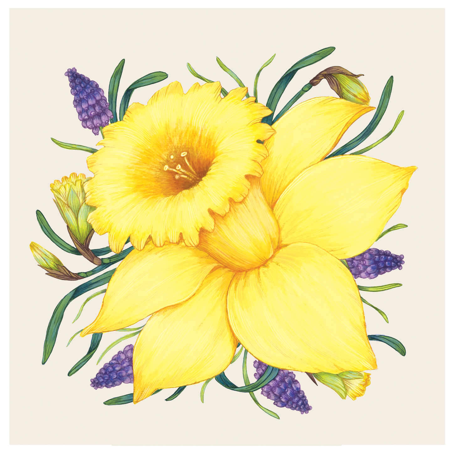 Hester & Cook Daffodil Guest Napkin - Pack of 16