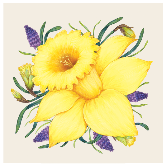 Hester & Cook Daffodil Guest Napkin - Pack of 16