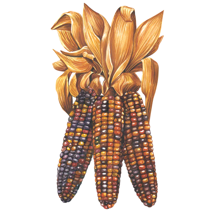 Hester & Cook Maize Table Accent