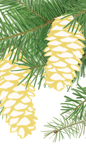 Pinecones Paper Matchbox